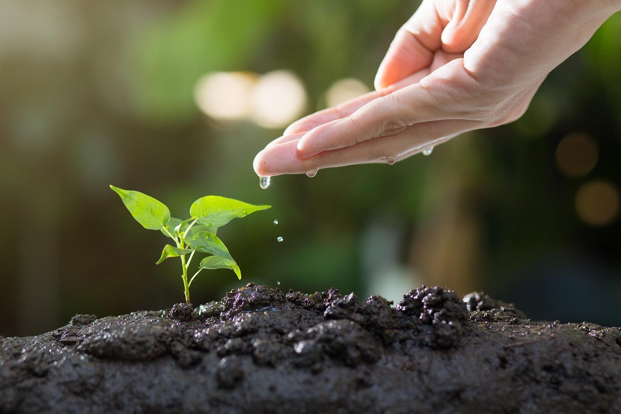 creative-03 soil, plants, grow, agriculture, green, life, seed, tree, seeding, leaves, sprout, garden, environmental, ecology, growth, planting, spring, gardening, nature, soil, sprout, ecology, growth, growth, planting, planting, gardening, gardening, gardening, gardening, gardening