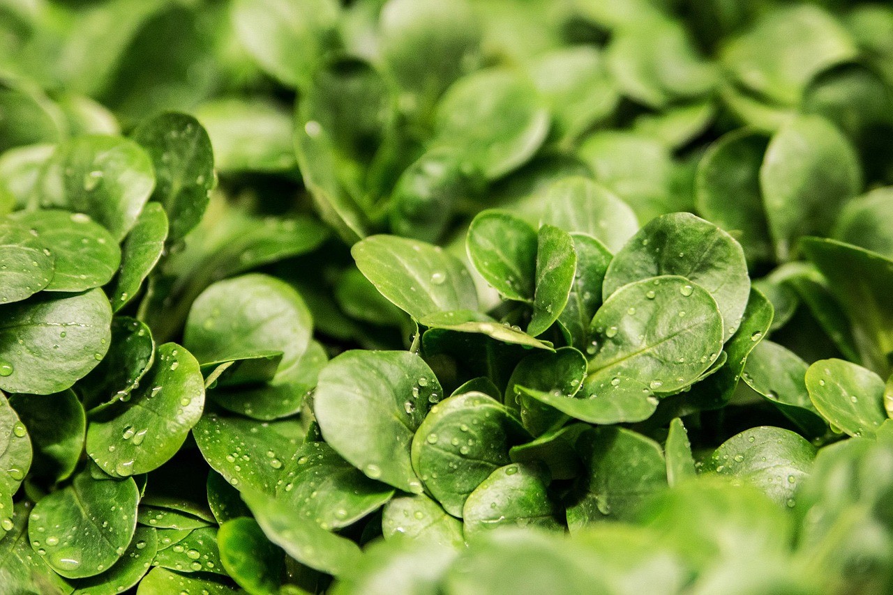 lettuce, nature, leaves, vegetable, lambs lettuce, corn salad, greenery, foliage, plants, flora, garden, closeup