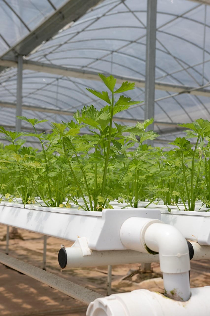 creative-02 hydroponics, greenhouse, coriander, hydroponics, hydroponics, hydroponics, hydroponics, hydroponics
