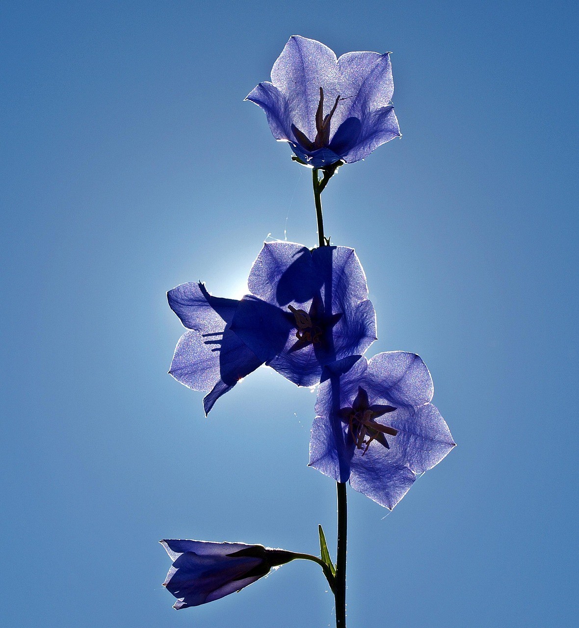 creative-02 bellflowers, backlighting, flowers, purple flowers, purple petals, petals, flower background, blossom, beautiful flowers, bloom, flora, floriculture, horticulture, botany, nature, plants, campanula, flower wallpaper, close up