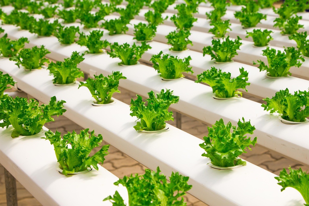 greenhouse, organic, farming, hydroponic, cucumber, green, seedlings, food, cultivation, agriculture, vegetable, nature, growing, fresh, plant, health, leaf, soilless, garden, farm, salad, culture, greenhouses, field, industry, green food, green health, green vegetables, green leaf, green farm, green field, green culture, green leaves, green industry, greenhouse, greenhouse, greenhouse, greenhouse, hydroponic, hydroponic, hydroponic, hydroponic, hydroponic