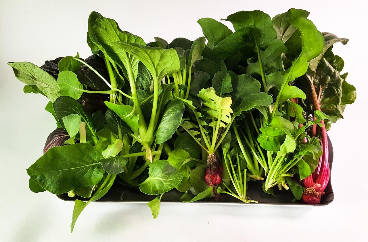 hydroponic, green, vegetable, nature, plant, green plants, hydroponic plants