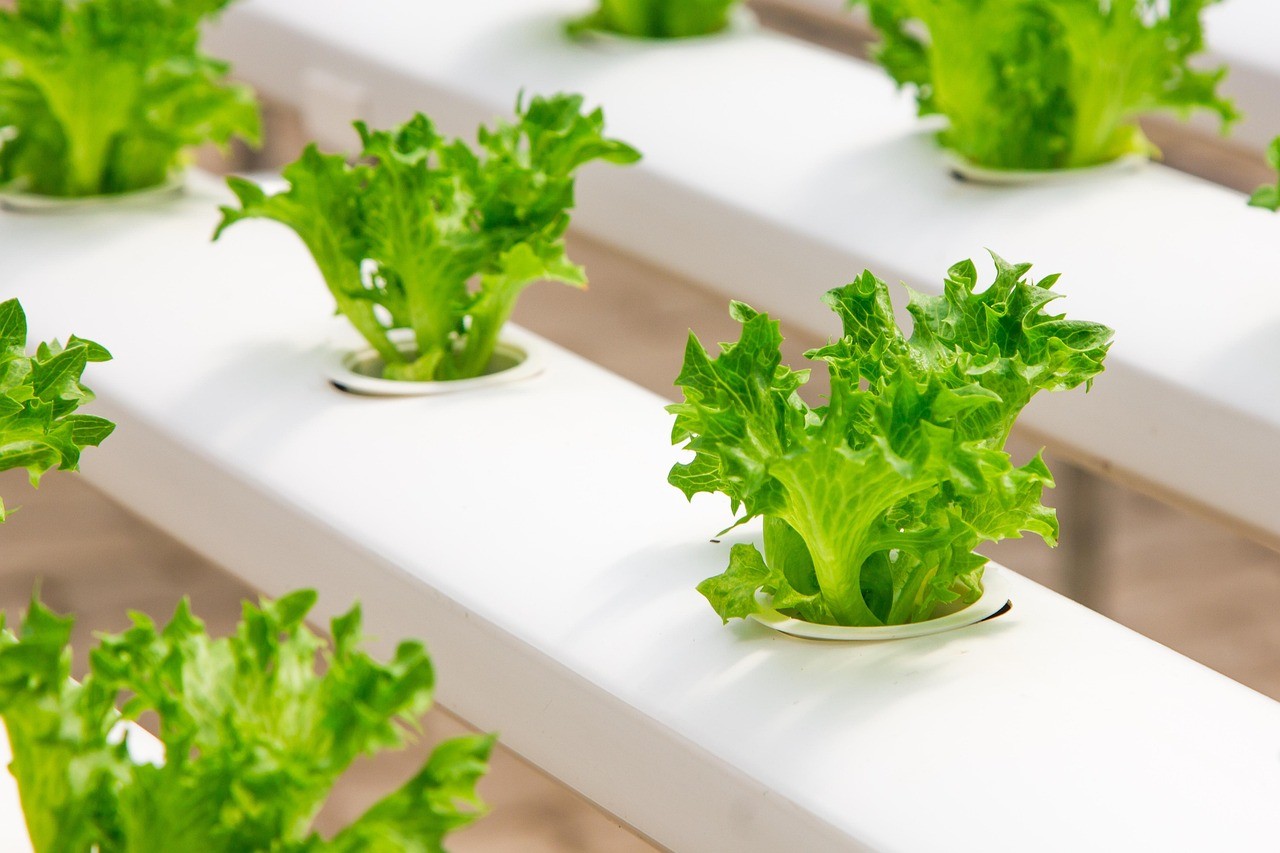 creative-03 greenhouse, organic, farming, hydroponic, cucumber, green, seedlings, food, cultivation, agriculture, vegetable, nature, growing, fresh, plant, health, leaf, soilless, garden, farm, salad, culture, greenhouses, field, industry, greenhouse, greenhouse, greenhouse, hydroponic, hydroponic, hydroponic, hydroponic, hydroponic