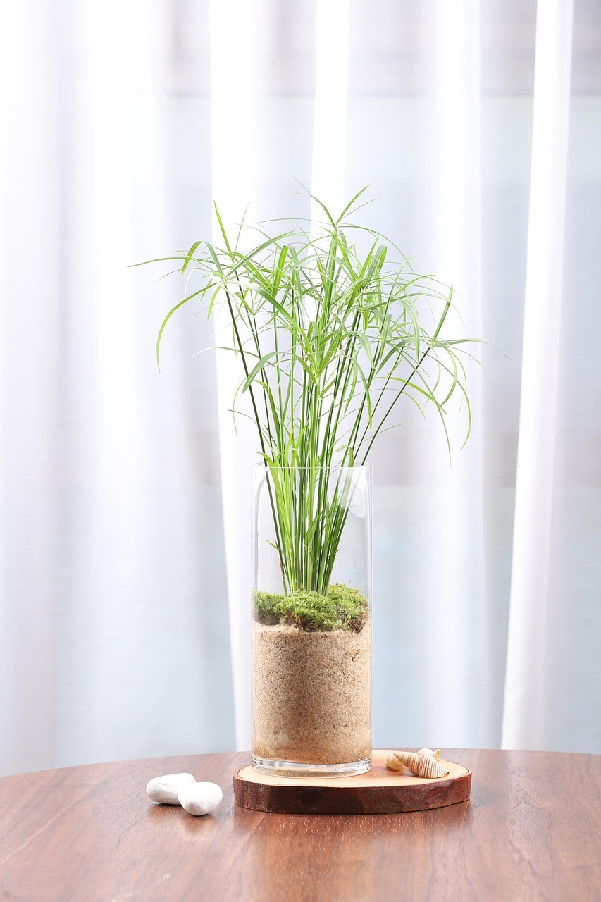 papyrus, hydroponic plants, terrarium, papyrus, papyrus, papyrus, papyrus, papyrus
