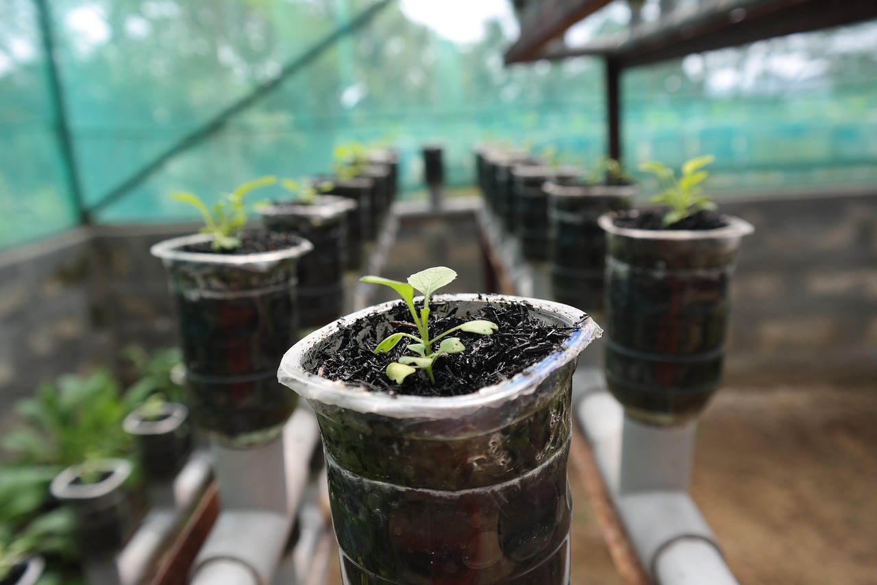 creative-01 plant, hydroponic, nature, growth