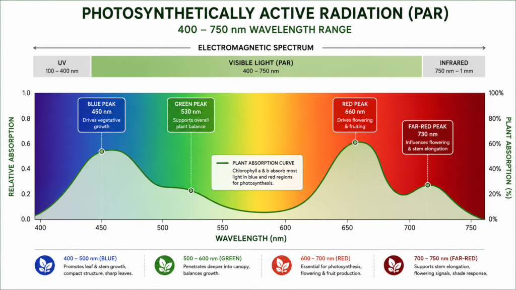 PAR spectrum diagram showing wavelength ranges for full spectrum vs red blue grow lights and plant absorption