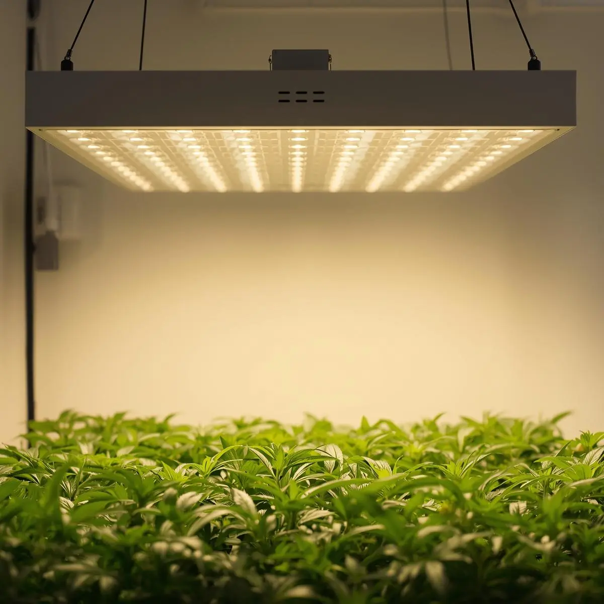 good LED grow lights