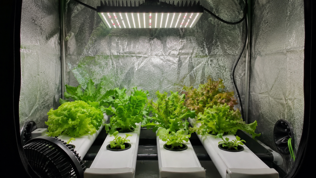 Affordable LED grow light mounted in a small grow tent above an NFT hydroponic lettuce system