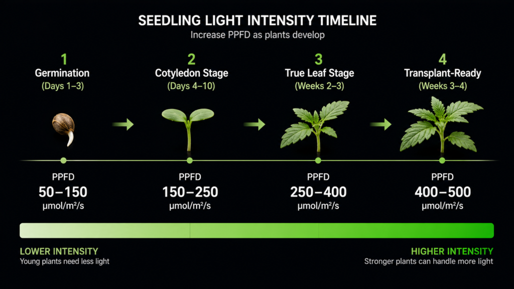 PPFD targets for seedlings at each growth stage — from germination to transplant-ready under LED grow lights