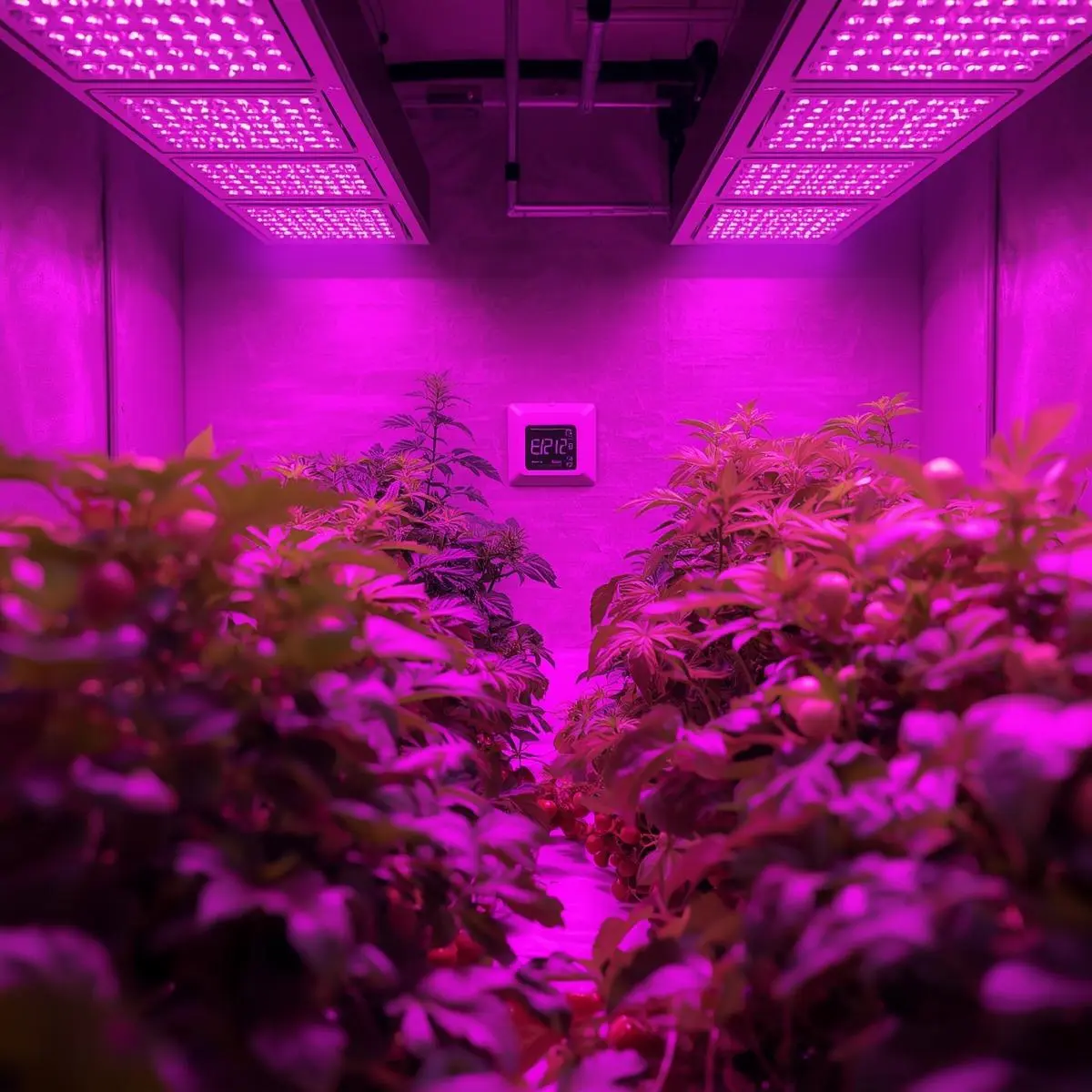 led grow light guide