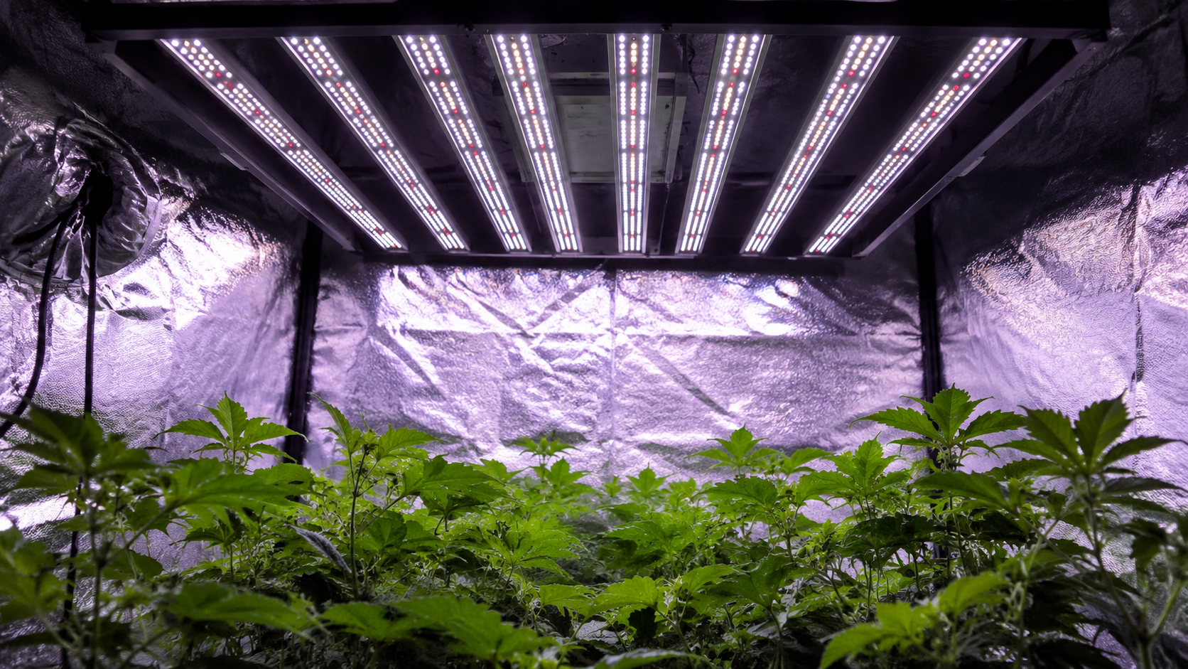 LED grow light electricity cost setup — bar-style LED panel above indoor hydroponic plant canopy