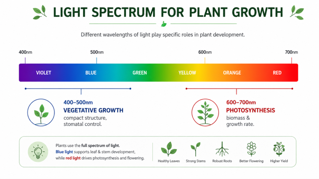 Light spectrum chart showing blue and red wavelengths for vegetative stage grow lights