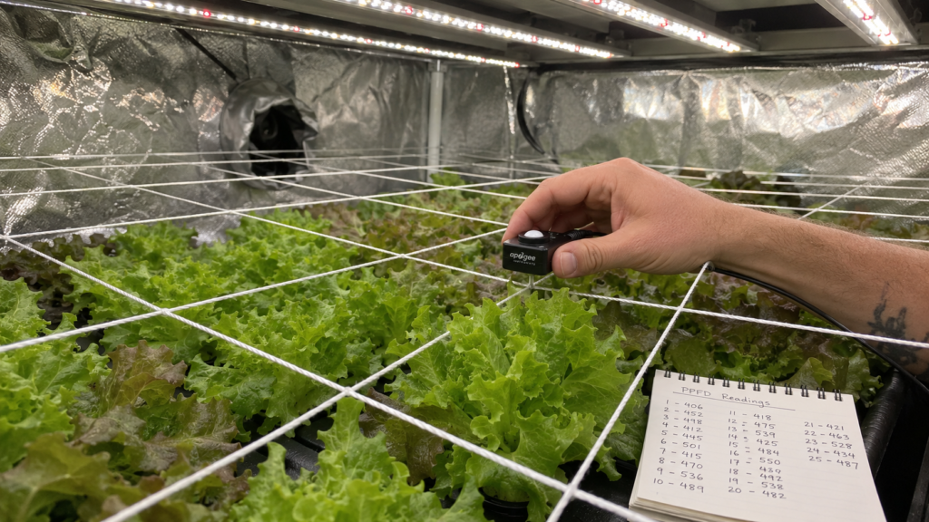 Measuring a PPFD map with a quantum PAR meter across a string grid on a hydroponic lettuce canopy under LED grow lighting