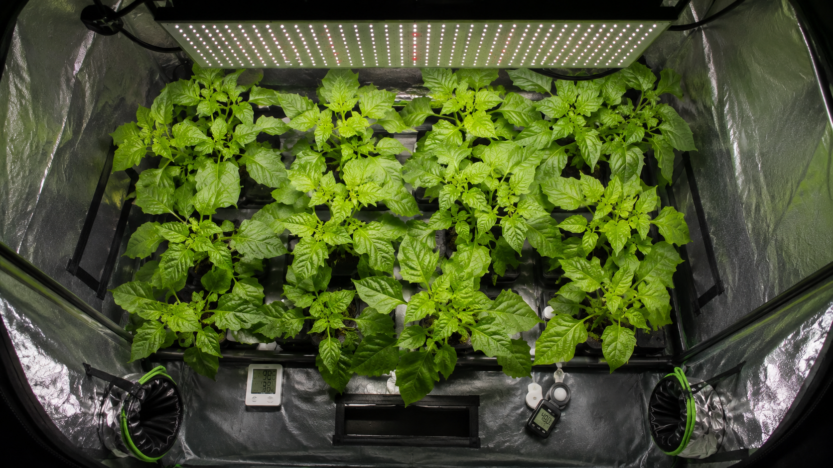 Vegetative stage grow lights illuminating hydroponic plants in an indoor grow tent