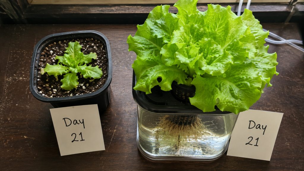 Hydroponic lettuce grown larger than soil-grown lettuce at the same 21-day mark, side-by-side growth rate comparison