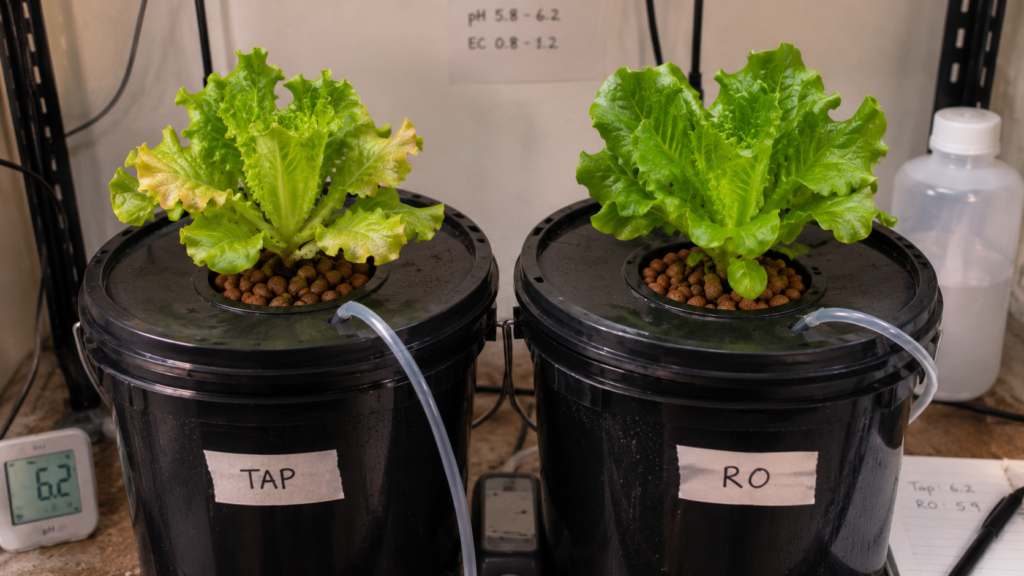 Lettuce grown in tap water vs RO water hydroponic comparison