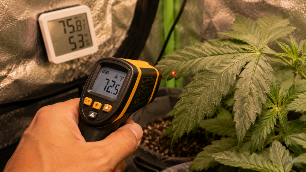 Infrared thermometer measuring leaf surface temperature under LED grow light, used to correct VPD chart readings for LED vs HPS