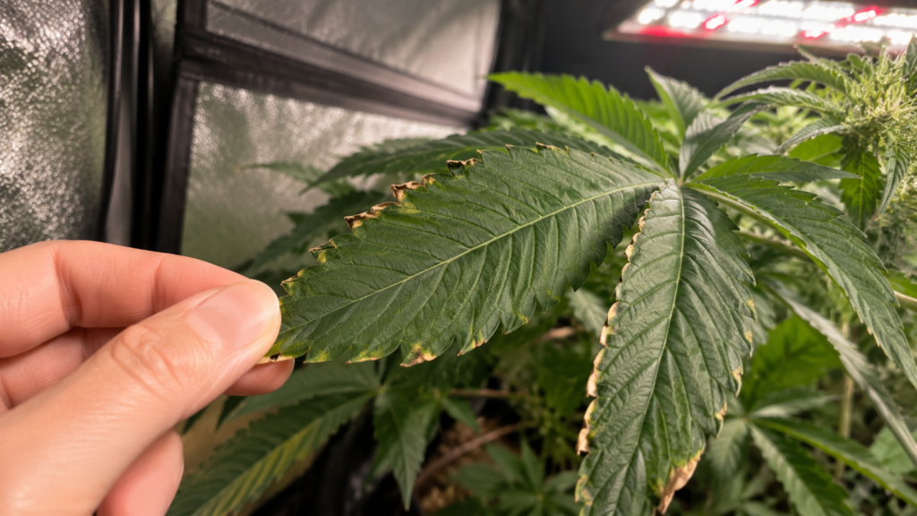 Leaf showing tip curl and dry edges, a common visual sign of VPD running too high for the current growth stage