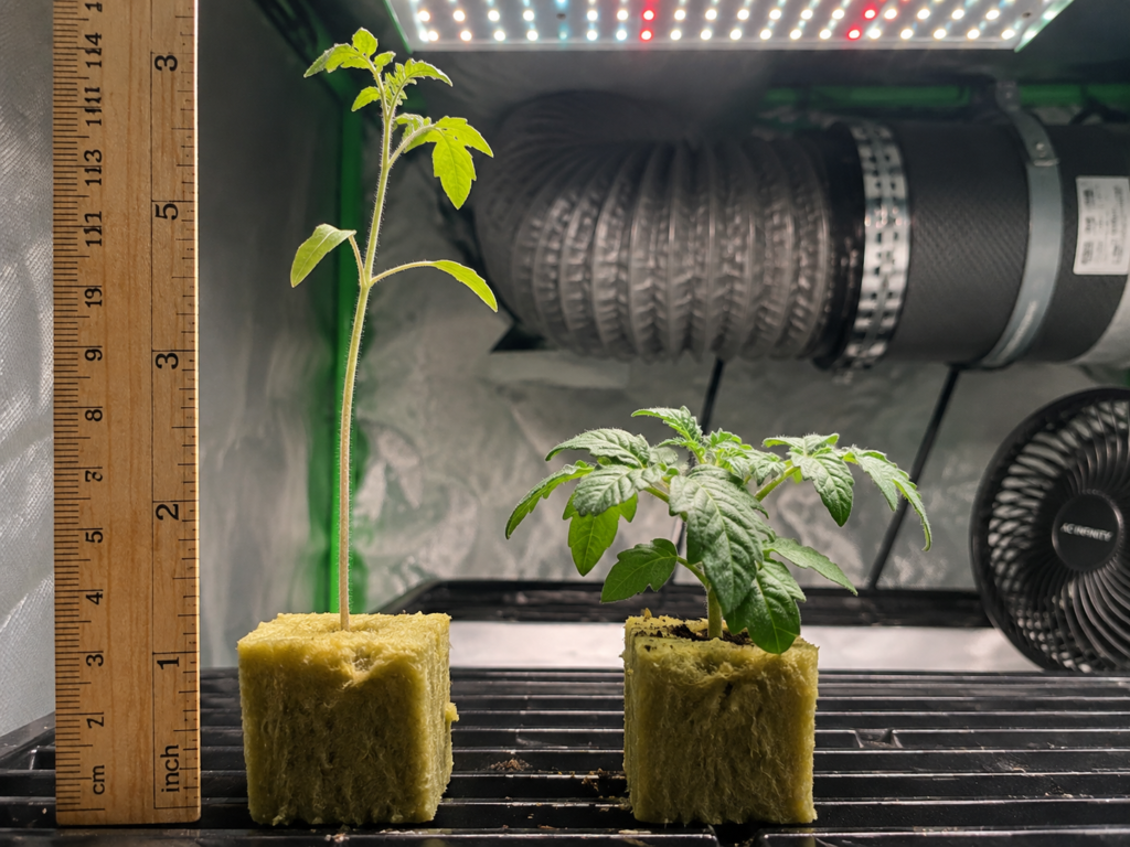 Leggy versus healthy hydroponic seedling comparison illustrating common crop selection mistakes