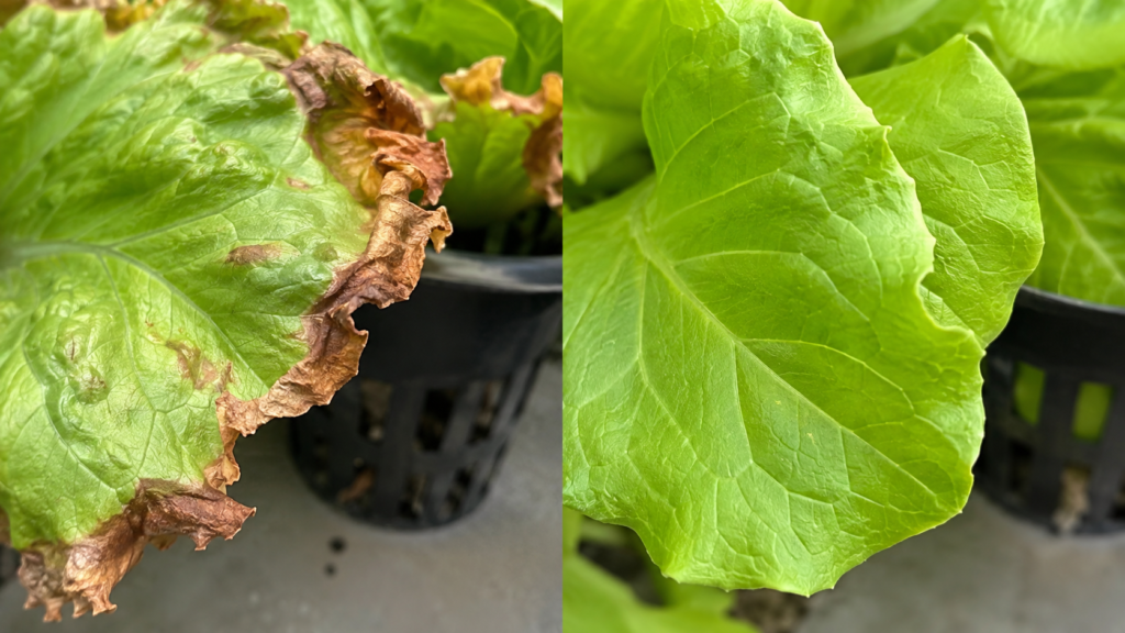 nutrient burn leaf tips compared to healthy leaf, a common hydroponics beginner mistakes.