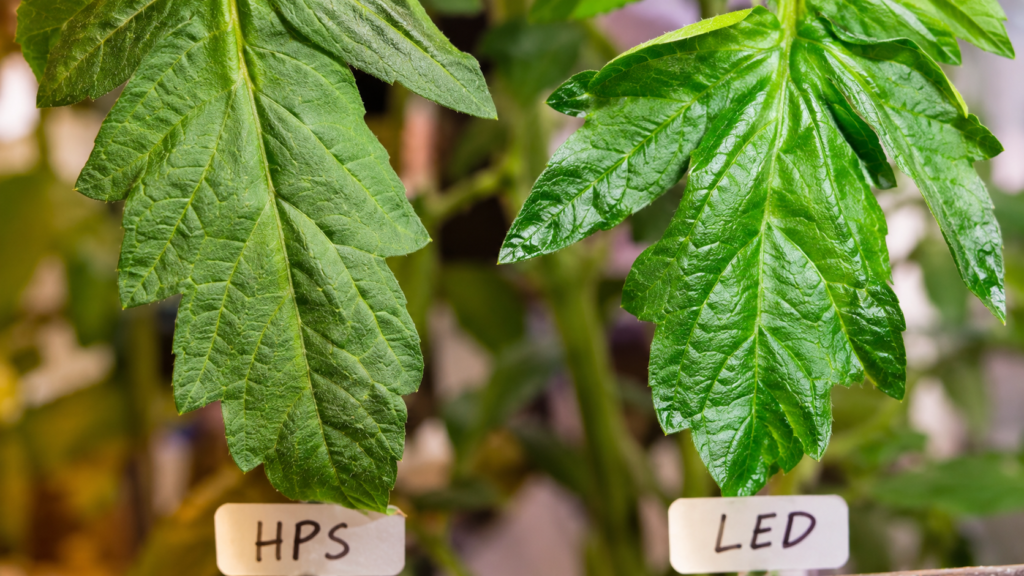 Tomato plant leaves compared under LED vs HPS grow light showing growth response differences